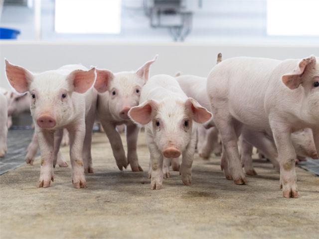 New investment will strengthen Province’s prevention, planning, and preparedness for African swine fever