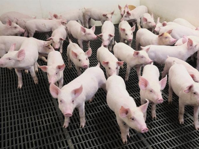 Swine Innovation Porc (SIP) 2022-2023 Annual Report