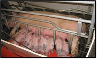 Protein and non-protein methionine requirements for first parity gestating and lactating sows