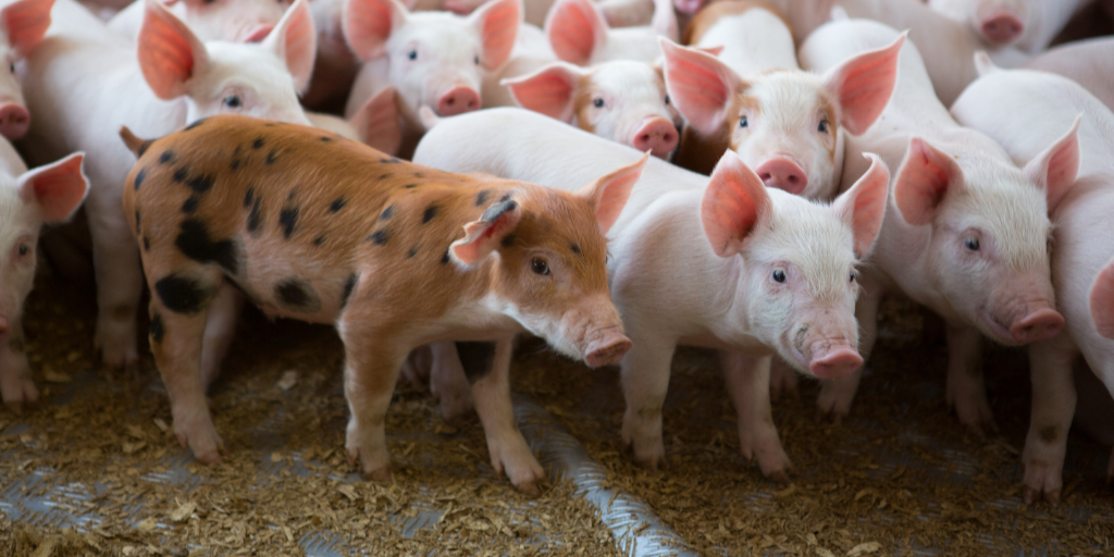 Government of Canada announces investment to further strengthen Canada's position in the global pork sector