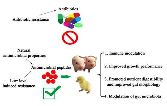 The discovery and testing of novel antimicrobials for swine health