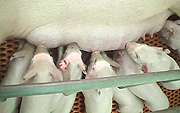 Impact of a specialized feeding regime for replacement gilts on lactation performance