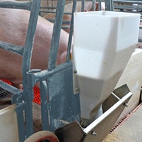 Gestation and lactation feeding strategies for increased performance of sows