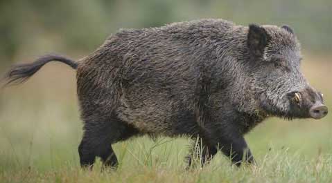 Ontario continues fight against invasive wild pigs