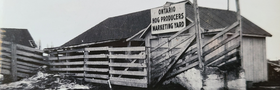Ontario Hog Producers Marketing Yard 1950s