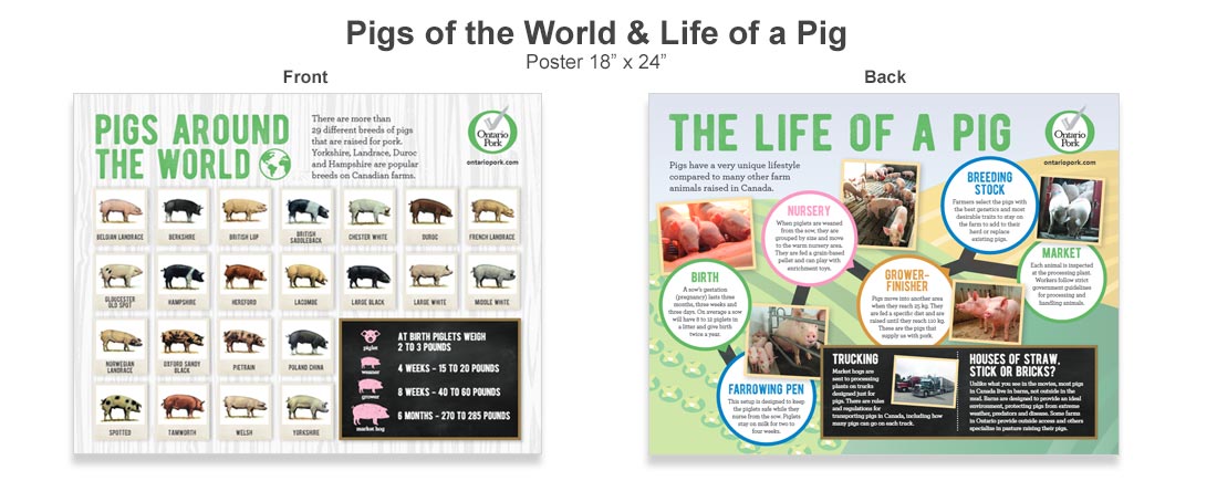 Pigs Around the World